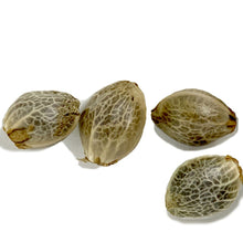 Load image into Gallery viewer, Sugar Diesel Feminized Autoflower Seeds
