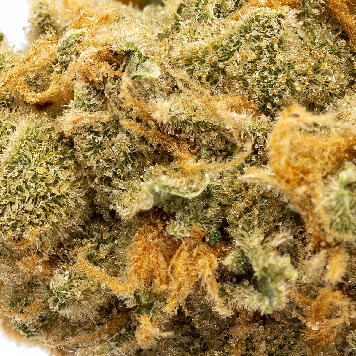 strawberry guava strain seeds Strawberry Guava – Herbal Dispatch